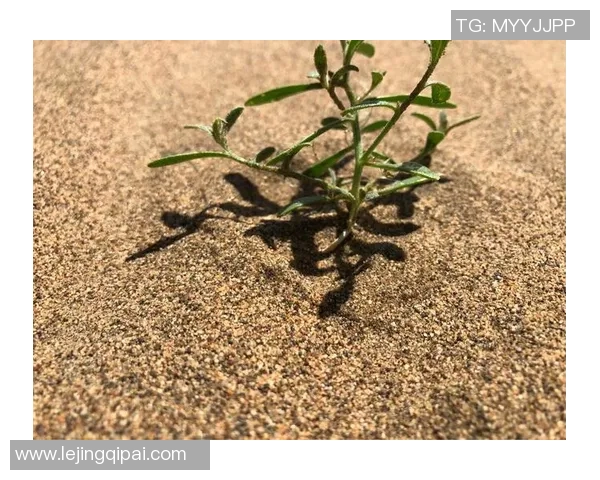 国际邀请赛特别报道V5逆袭之旅的荣耀与挑战全记录实时数据 国际邀请赛特别报道V5逆袭之旅的荣耀与挑战全记录实时数据